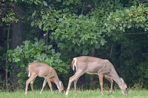 Wildlife At Mammoth Cave National Park Rving Revealed