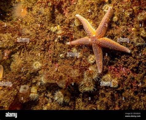 A Closeup Picture Of A Common Starfish Common Sea Star Or Sugar
