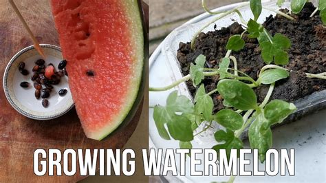 How To Grow Watermelon From Seed At Home Youtube