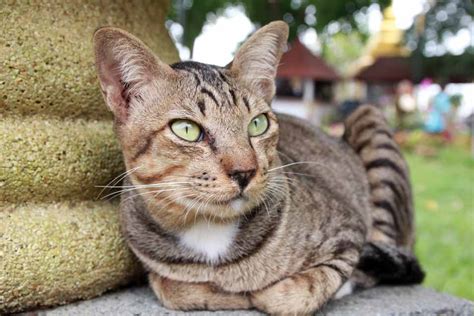 5 Interesting Facts About Mackerel Tabby Cats