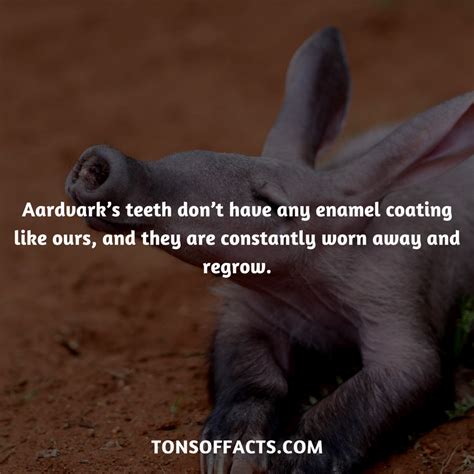 Aardvark Animal Facts And Pictures
