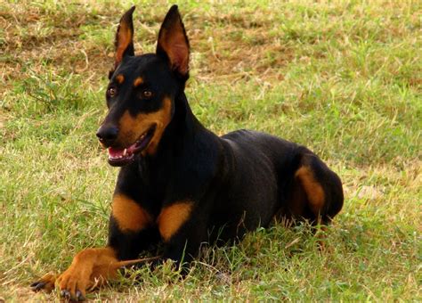 This crossbreed is a large dog at around 22 to 26 inches tall and an average weight of 90 to 110 pounds. Doberman Shepherd (Doberman Pinscher-German Shepherd Mix) Info, Temperament, Puppies and Pictures
