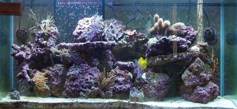 My 90 Gallon Reef Aquarium Snapshot History