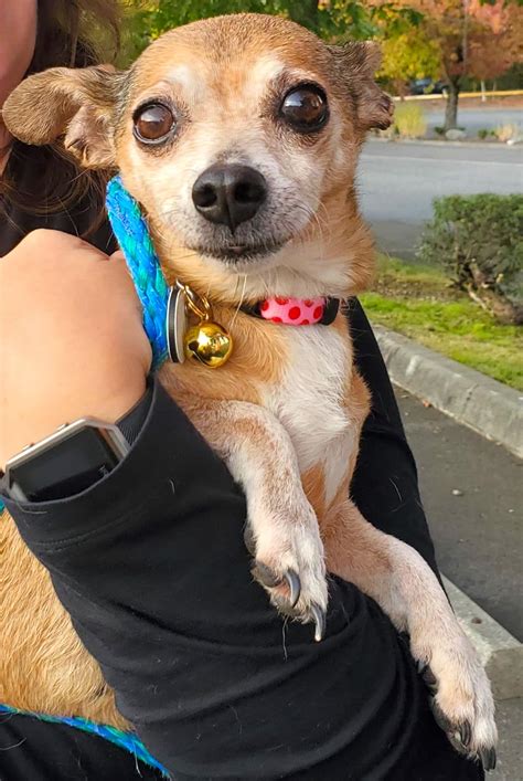 Peanut • Old Dog Haven