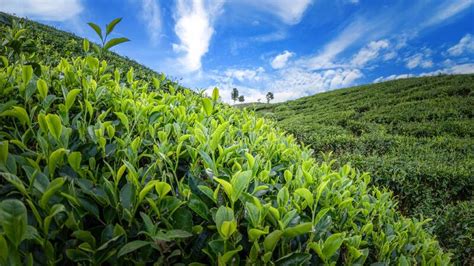 Scenic Tea Plantation Landscape In Beautiful Day And Sky Stock Photo