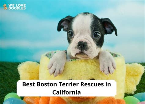 4 Best Boston Terrier Rescues In California 2023 We Love Doodles