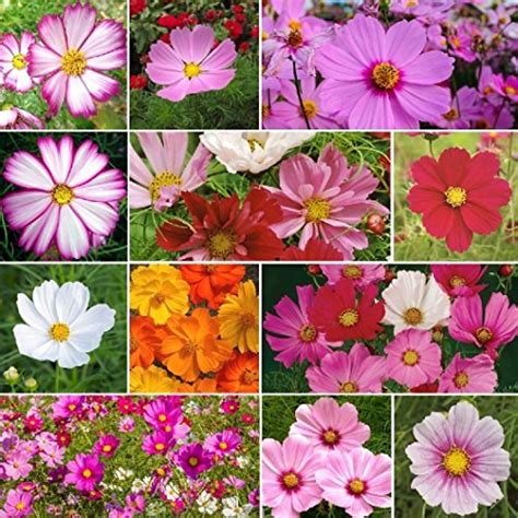 How To Grow And Care For Colorful Cosmos Flowers Gardeners Path