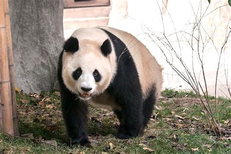 With 1800 Giant Pandas China Removes Them From Endangered List