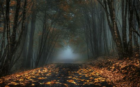 Dark Fall Forest Landscape Leaves Mist Morning Nature Road Trees