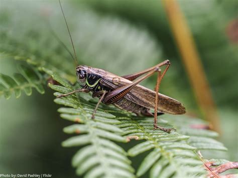 Interesting Facts About Crickets Just Fun Facts