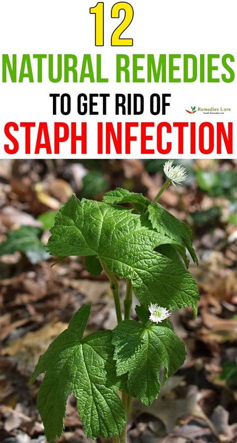 12 Natural Remedies To Get Rid Of A Staph Infection Staph Infection