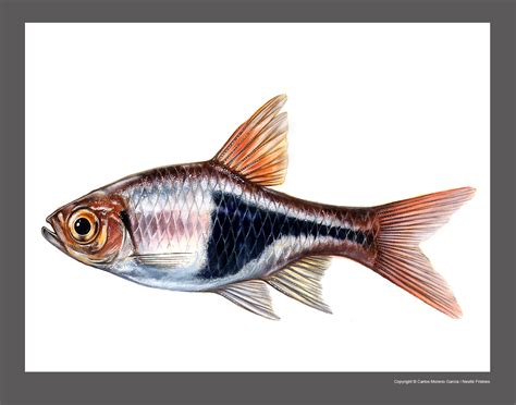 Art Illustration Lakes Freshwater Fish Harlequin Rasbora Trig
