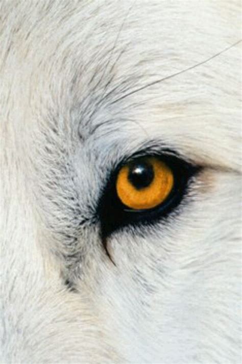 The 25 Best Wolf Eyes Ideas On Pinterest Wolf Packs Snow Wolf And