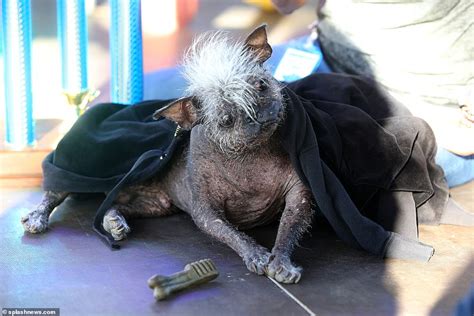 Mr Happy Face Meet The Worlds Ugliest Dog Daily Mail Online