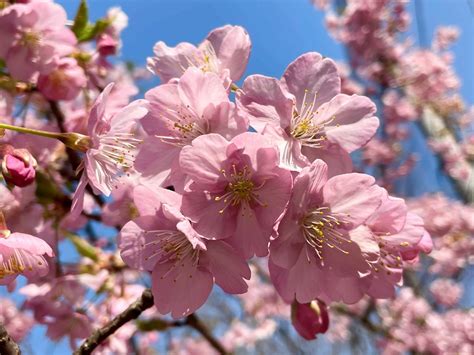 Where To See Winter Cherry Blossoms In Tokyo In 2023