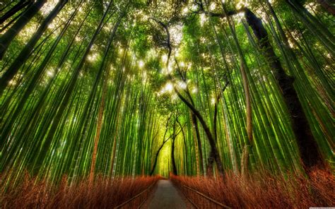 Chinese Bamboo Forest Wallpaper