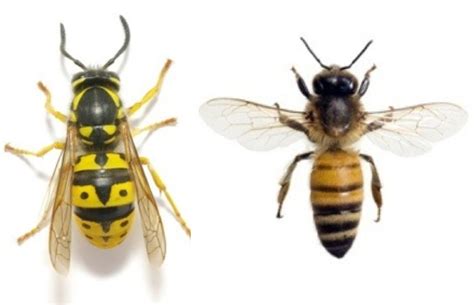 Difference Between Hornet And Bee