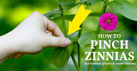 How To Pinch Zinnias For More Blooms — Empress Of Dirt