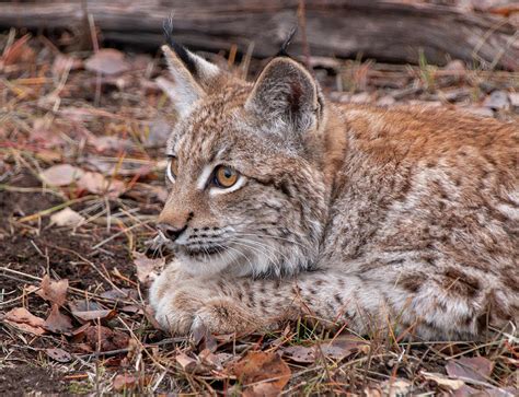 Siberian Lynx Kitten Photograph By Teresa Wilson Pixels