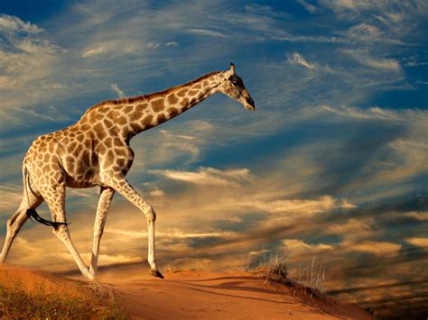 Giraffe Animals Of Africa Wallpaper Hd 3840x2400