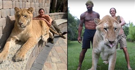 meet the ‘world s largest cat a 319 kg lion tiger crossbreed called apollo scoopwhoop