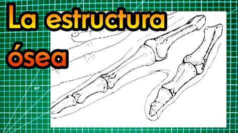 Curso De Dibujo Cap 18 La Estructura ósea Artgio Youtube