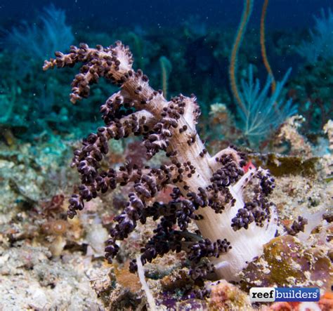 O Christmas Tree Coral How Lovely Are Thy Branches Reef Builders