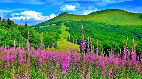 Beautiful Picturesque Scenery With Wonderful Pink Flowers High