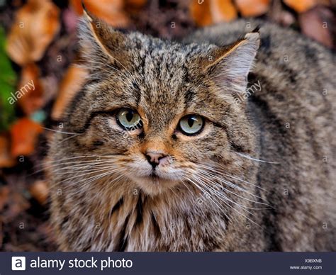 European Wildcat Europaeische Wildkatze Stockfotos Und Bilder Kaufen