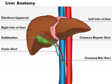 0514 Liver Anatomy Medical Images For Powerpoint Presentation