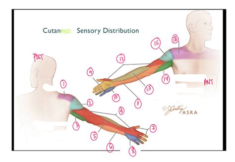 Upper Extremity Cutaneous Distribution Diagram Quizlet