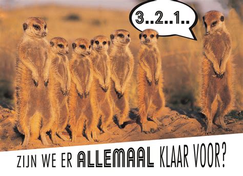 Stokstaartjes Zijn Er Klaar Voor Hallmark