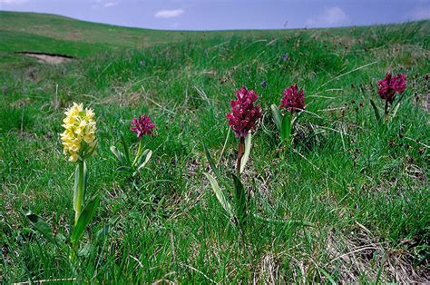 Fiori gialli spontanei inverno / numerosi sono i fiori invernali spontanei che possiamo vedere girando nel territorio del sud est milanese gallery natura 7giorni : GIARDINI