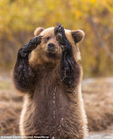 Photographer Can Bear Ly Believe It As Grizzly Cub Gets Up