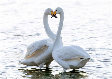 The Whooper Swan Finlands National Bird Has A “whooping” Call