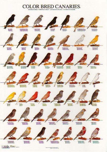 Colour Bred Canaries Beautiful Pet Birds