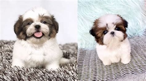 How Much Is A Teacup Shih Tzu