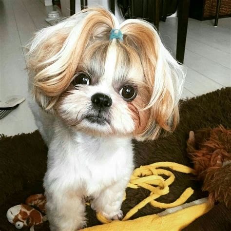 Pin By Angélica Layla ♥ On Cachorrinhos ♥ Shih Tzu Hair Styles
