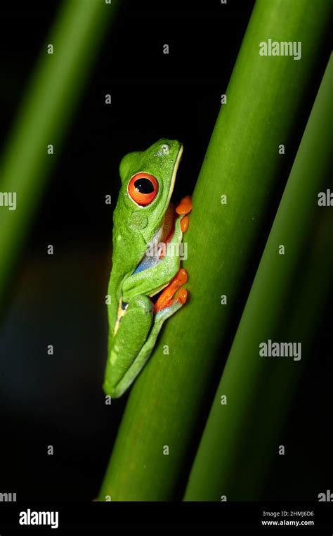 Red Eyed Tree Frog Or Agalychnis Callidryas Maquenque Eco Lodge Costa