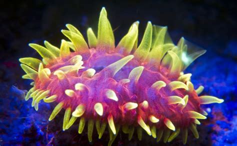 Coral Reefs Look Stunning Under Uv Light 23 Pics