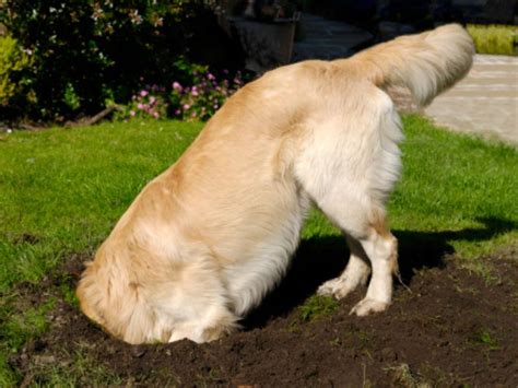 Dig This Ways To Save Your Yard From Canine Excavating Projects