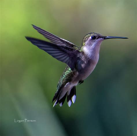 Hummingbird Flight Photograph By Logan Pierson Fine Art America