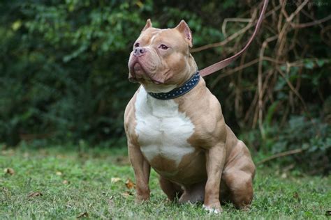 Identified as tashawn rodriguez, the man allegedly walked past the dog owner and saw him yanking his pitbull for three blocks against his will with a choker chain around the dog's neck. Pitbull dog - DesiComments.com