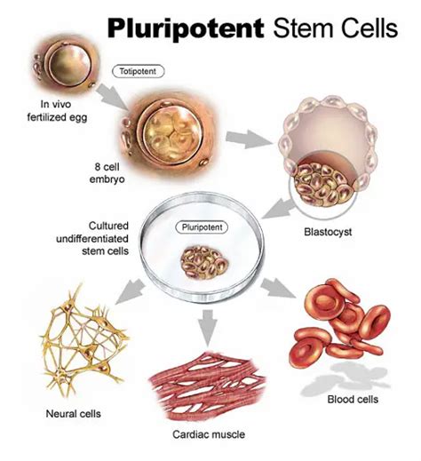 Similarities Between Adult And Embryonic Stem Cells