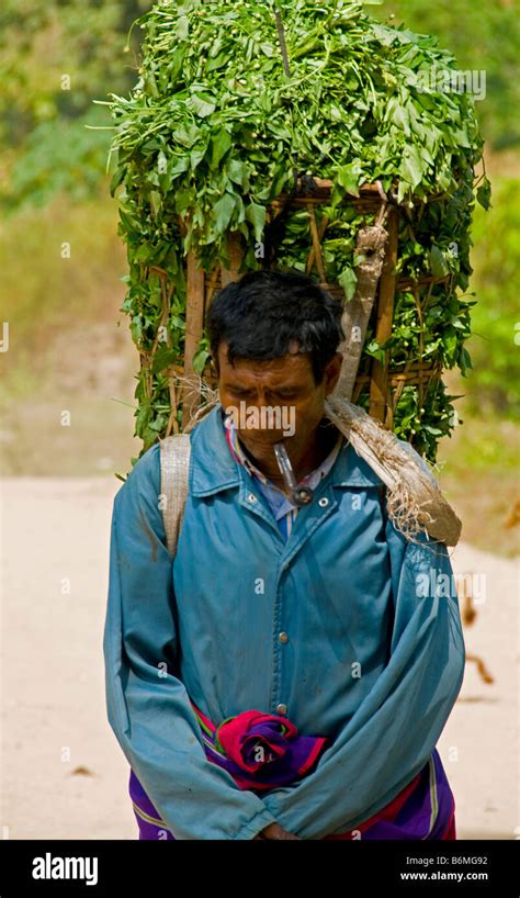 Karen Burmese Refugee Carrying His Basket Of Leaves In Northern