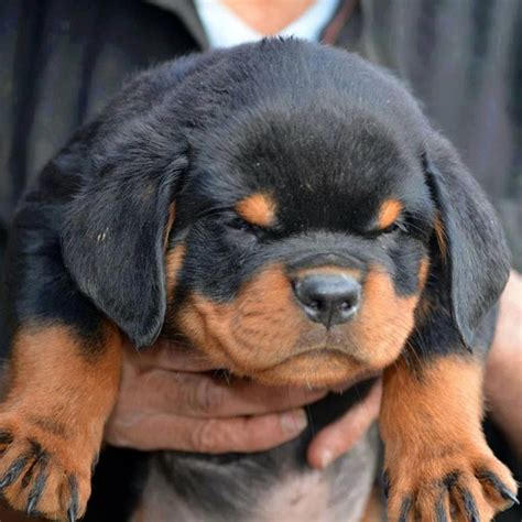 What To Say Totally Cute Baby Rottweiler Cute Dogs