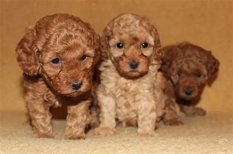 72 Female Poodle Dog Names The Paws