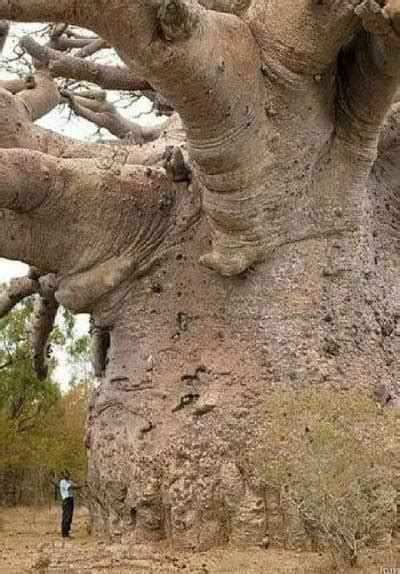 6000 Jahre Alter Baobab Baum Im Senegal Tumbex