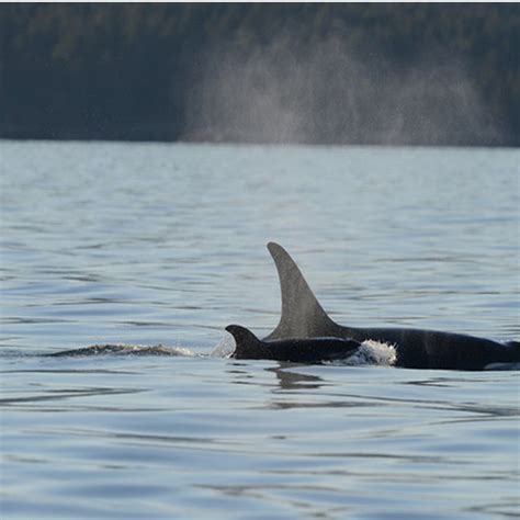 Baby Orcas Being Born