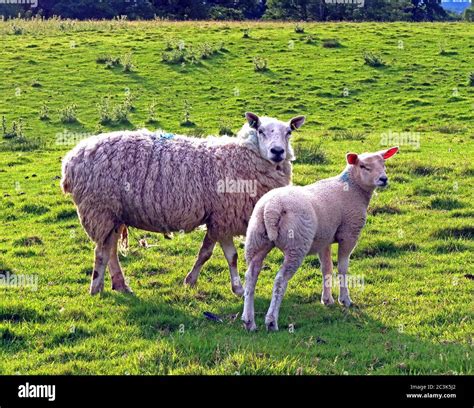 Sheep With A Spring Lamb Farmers Field Cheshire England Uk Stock